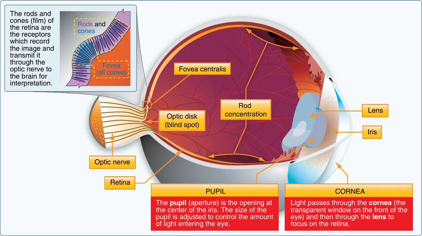 Cross-section of the human eye. Light passes through the cornea, pupil, and lens to focus on the retina. The retina contains rods and cones: cones cluster at the fovea centralis for sharp central color vision, while rod concentration is highest off-center for low-light and peripheral vision. The optic disk, where the optic nerve exits, is the blind spot. An inset magnifies the rods and cones of the retinal film.